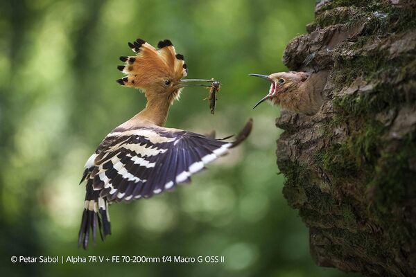 Sony SEL70200G2 - Téléobjectif Plein Format série G - FE 70 – 200 mm F4 Macro G OSS II (SEL70200G2)