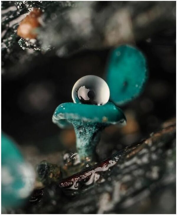 Om System Objectif M.Zuiko Digital Ed 90mm F3.5 Macro is Pro