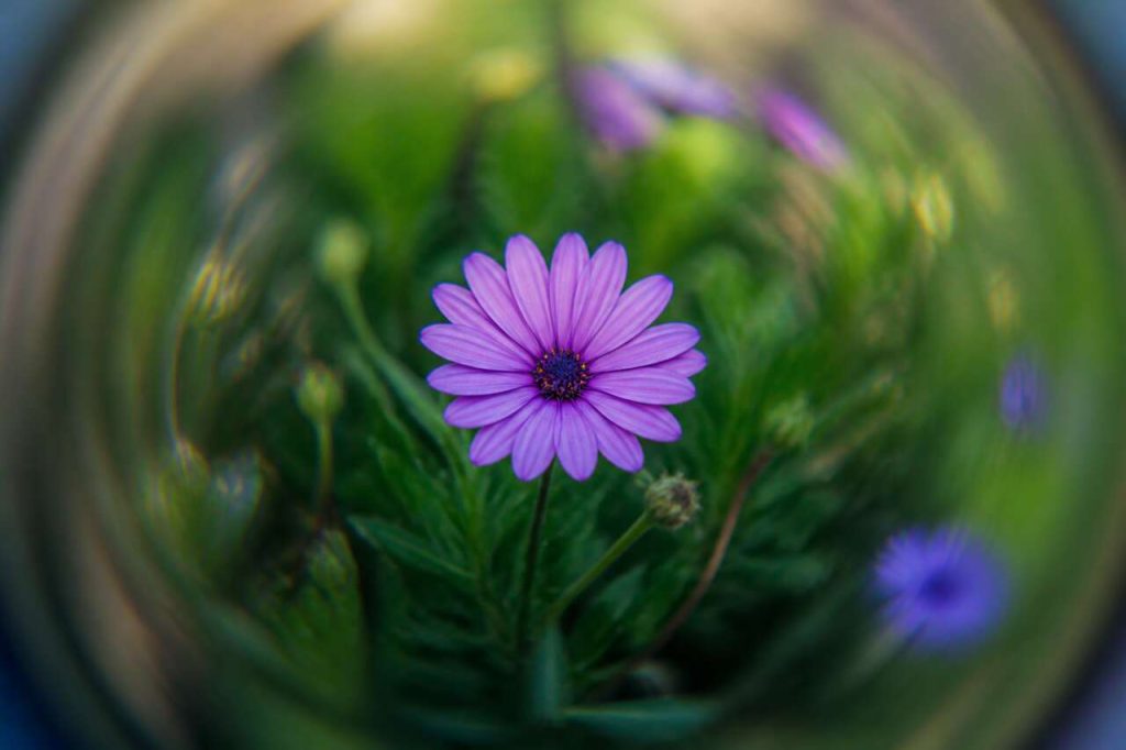 Aberration sphérique : définition et impact en photographie